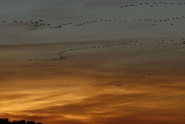 Common crane - flying into sunset, Germany