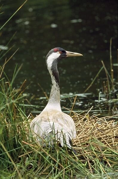 Common Crane - on nest