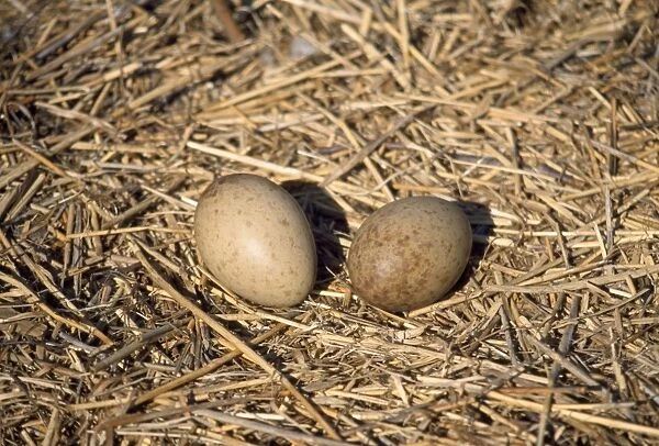 Common Crane - nest with eggs