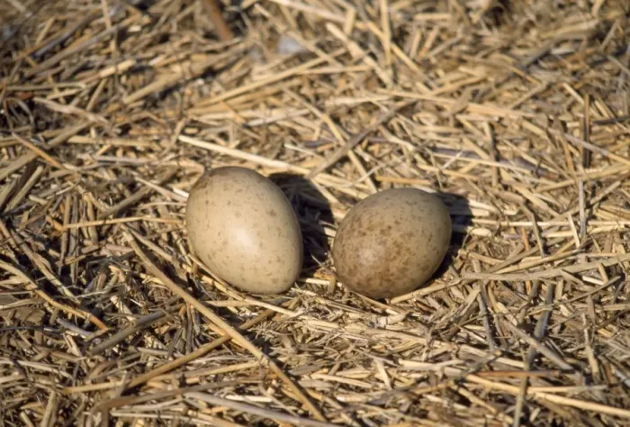 Framed Print : Common Crane - nest with eggs Framed Print : Common Crane - nest with eggs