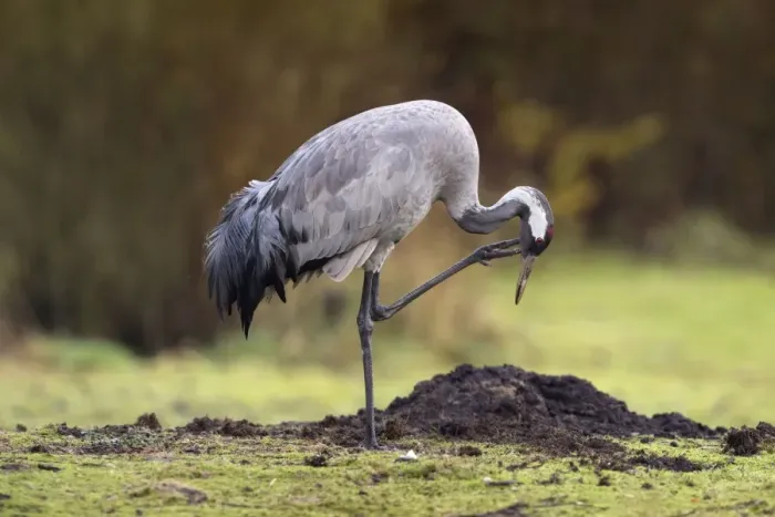 Framed Print : Common Crane - scratching - UK Framed Print : Common Crane - scratching - UK