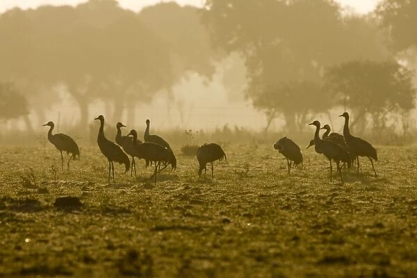 Common Crane-Silhouette of birds standing in a field at sunrise in winter-Extremadura-Spain