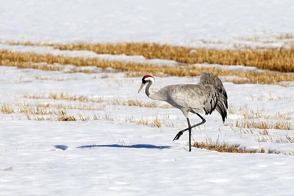 Common Crane - in snow - Sweden