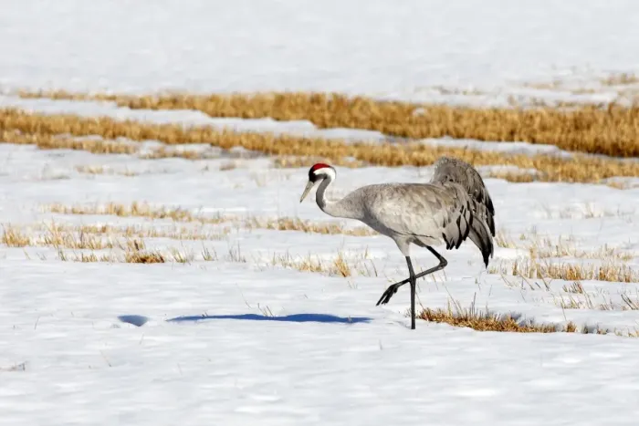 Framed Print : Common Crane - in snow - Sweden Framed Print : Common Crane - in snow - Sweden