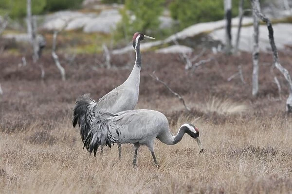 Common Crane - Sweden