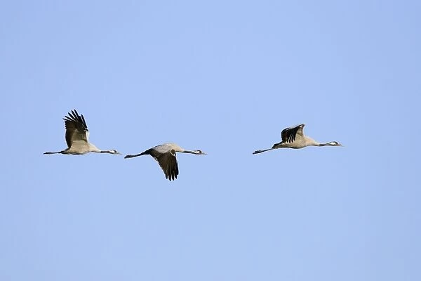 Common Crane-Three birds flying-Extremadura-Spain