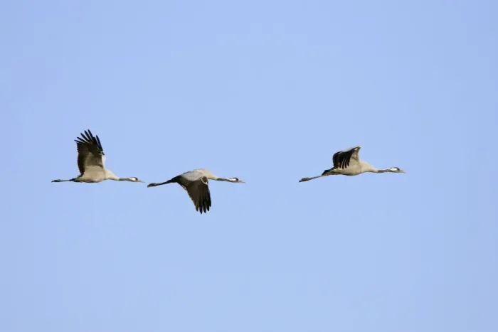 Framed Print : Common Crane-Three birds flying-Extremadura-Spain Framed Print : Common Crane-Three birds flying-Extremadura-Spain