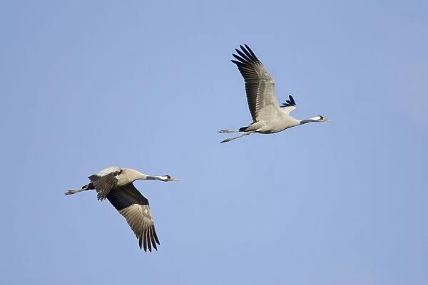Common Crane-Two birds flying-Extremadura-Spain