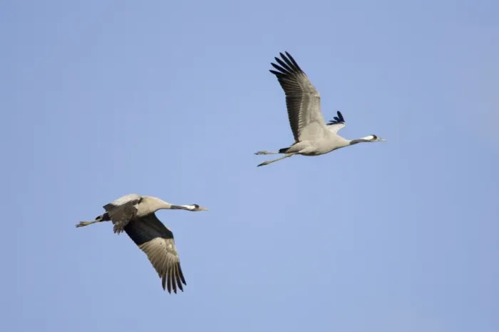 Framed Print : Common Crane-Two birds flying-Extremadura-Spain Framed Print : Common Crane-Two birds flying-Extremadura-Spain