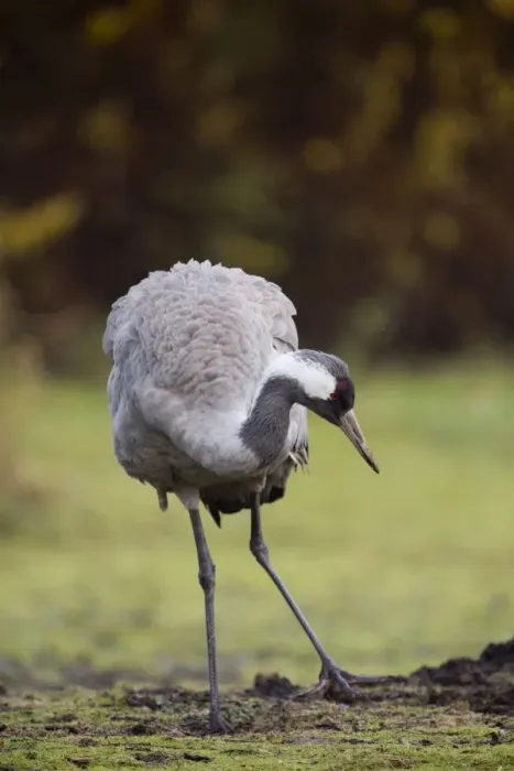 Framed Print : Common Crane - UK Framed Print : Common Crane - UK