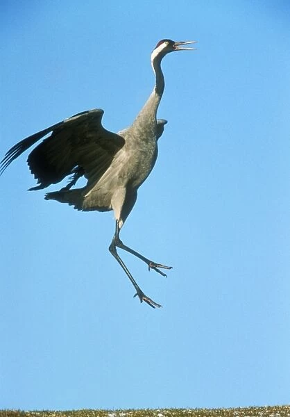 Common Crane WAT 5144 Leaping Grus grus © M. Watson  /  ardea. com