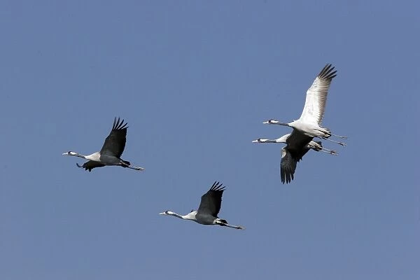 Common Crane - in winter. Extremadura - Spain