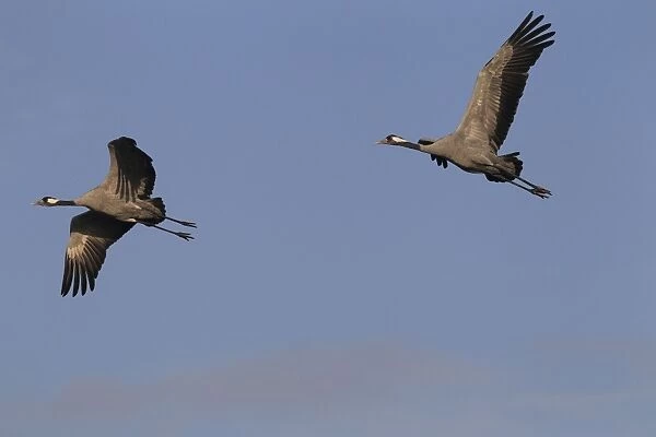 Common Cranes - in flight - Mecklenburg-Vorpommern - Germany