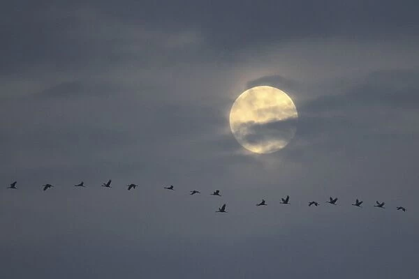 Common Cranes - in flight by moon - Mecklenburg-Vorpommern - Germany