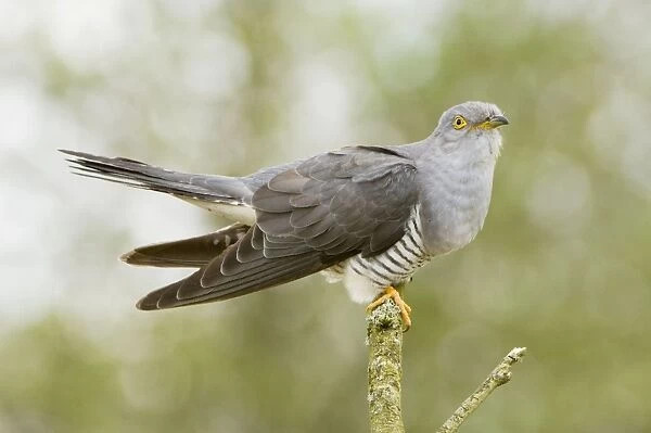 Common Cuckoo - Adult male display