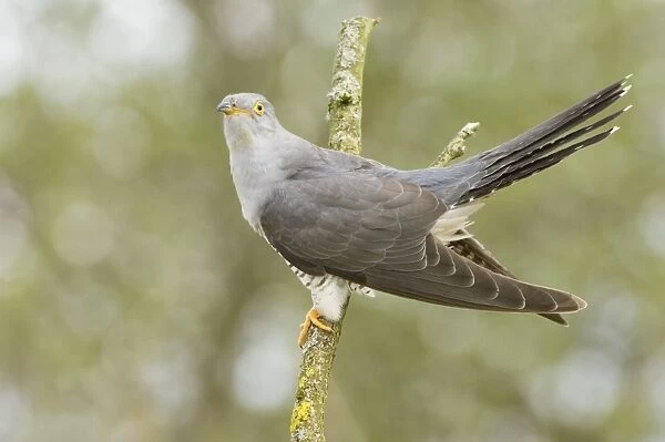 Common Cuckoo - Adult male display - Overijssel - De Wieden - The Netherlands