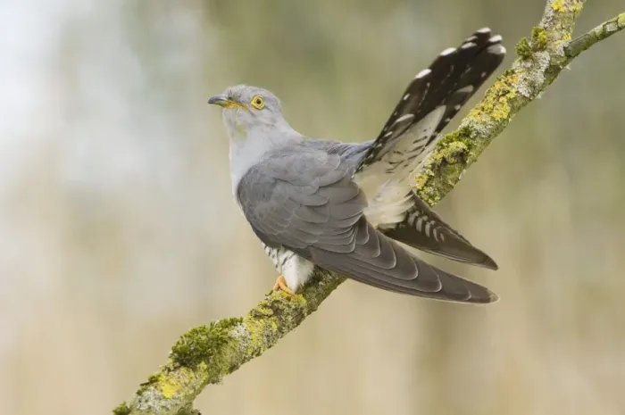 Framed Print : Common Cuckoo - Adult male display - Overijssel - De Wieden - The Netherlands