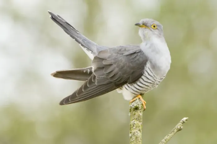 Framed Print : Common Cuckoo - Adult male display - Overijssel - De Wieden - The Netherlands Framed Print : Common Cuckoo - Adult male display - Overijssel - De Wieden - The Netherlands