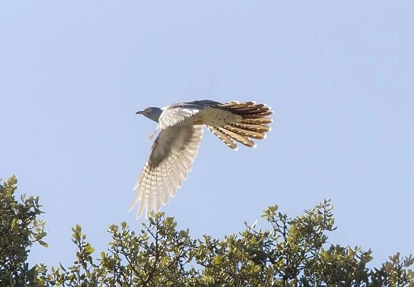 Common Cuckoo in flight Ronda Spain April