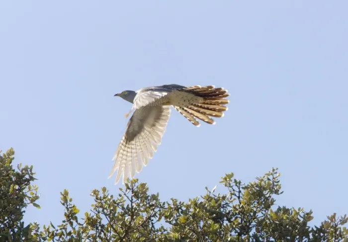 Framed Print : Common Cuckoo in flight Ronda Spain April Framed Print : Common Cuckoo in flight Ronda Spain April