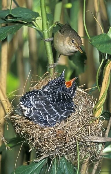 Common Cuckoo - Juvenile is growing too big for nest - Being fed by Reed Warbler - The Netherlands - Overijssel