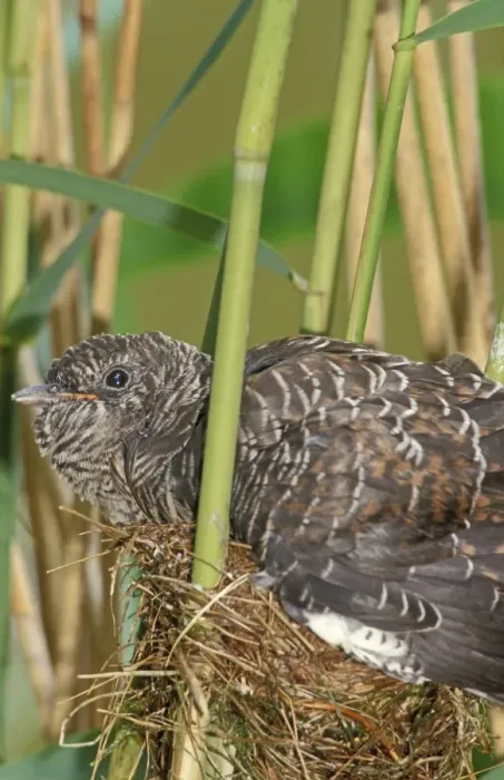 Framed Print : Common Cuckoo - Juvenile is growing too big for nest of the reed warbler The Netherlands, Overijssel Framed Print : Common Cuckoo - Juvenile is growing too big for nest of the reed warbler The Netherlands, Overijssel