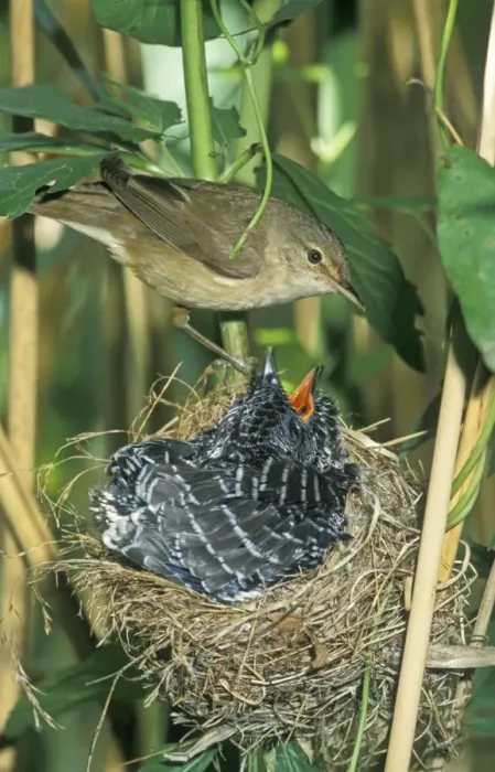 Framed Print : Common Cuckoo - Juvenile in nest being fed by Reed Warbler - Overijssel - The Netherlands Framed Print : Common Cuckoo - Juvenile in nest being fed by Reed Warbler - Overijssel - The Netherlands