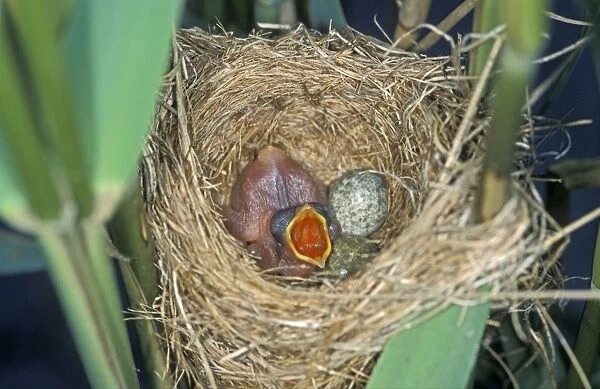 Common Cuckoo - Juvenile in Reed Warbler nest - Begging for food The Netherlands, Overijssel