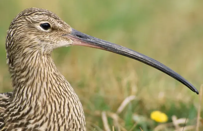 Framed Print : Common Curlew - close-up UK Framed Print : Common Curlew - close-up UK