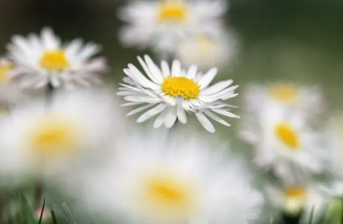 Framed Print : Common Daisy