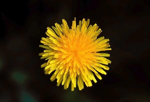 Common Dandelion Flower