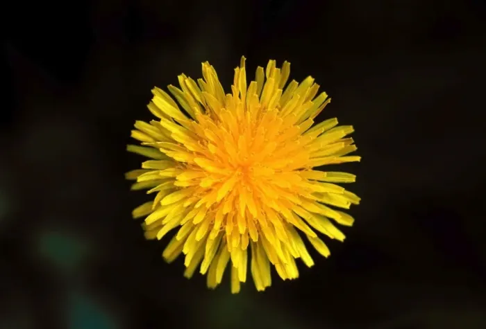 Framed Print : Common Dandelion Flower Framed Print : Common Dandelion Flower