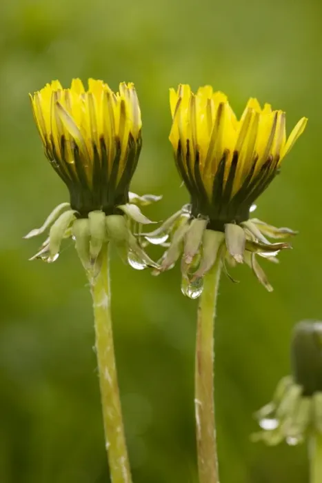 Framed Print : Common dandelion (Taraxacum officinale) - flowers closed up in dull rainy weather. UK Framed Print : Common dandelion (Taraxacum officinale) - flowers closed up in dull rainy weather. UK