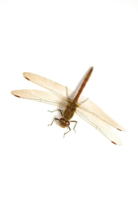 Framed Print : Common Darter Framed Print : Common Darter