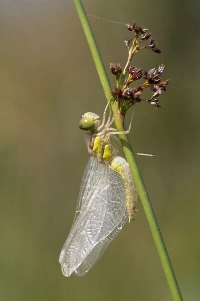 Common Darter Dragonfly - immature - Cornwall, UK