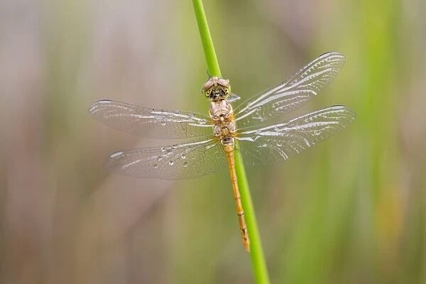 Common Darter Dragonfly - newly emerged male - Cornwall, UK