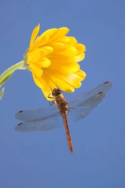 Common Darter Dragonfly Perched on calendula flower Norfolk UK