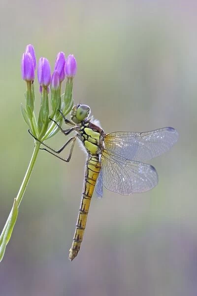 Common Darter Dragonfly - resting on Common Centaury flower - July - Cannock Chase - Staffordshire - England