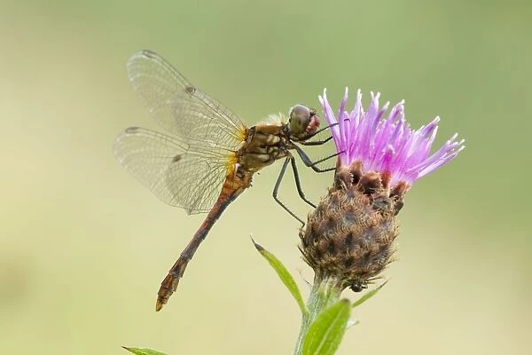 Common Darter - resting on Knapweed flower - male - August - Cannock Chase - Staffordshire - England