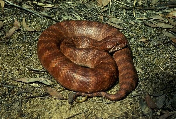 Common death adder - dangerously venomous. Uses slender tip of tail as lure