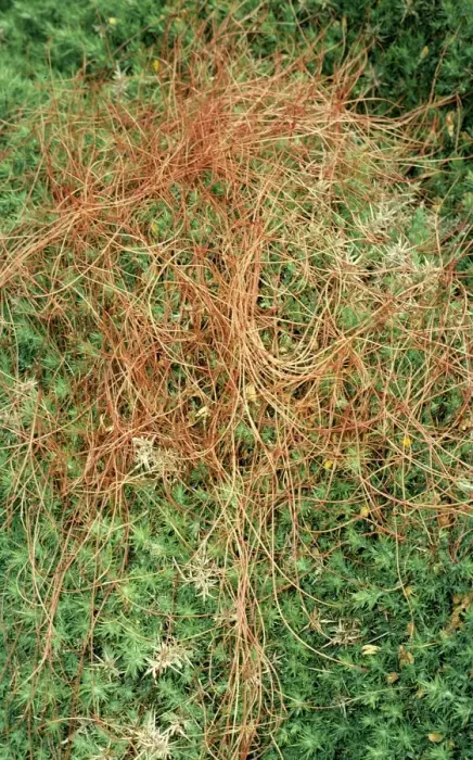 Framed Print : Common Dodder - Parasitic plant, rare in UK, status vulnerable