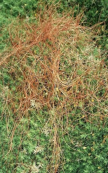 Common Dodder - Parasitic plant, rare in UK, status vulnerable