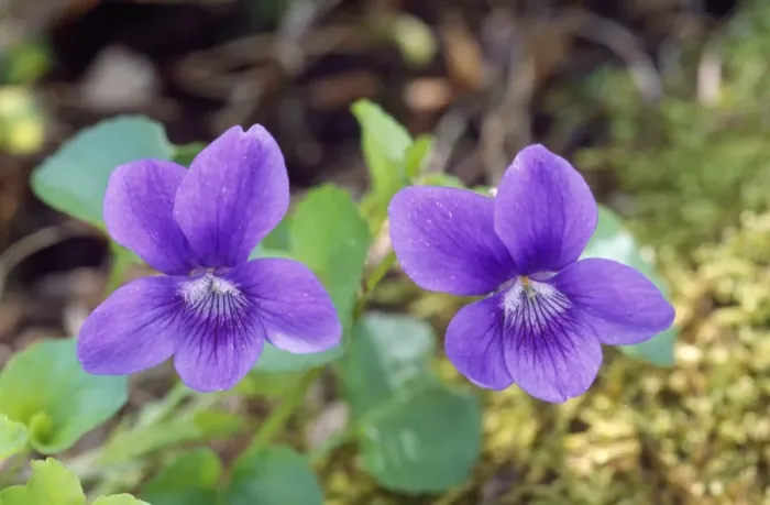 Framed Print : Common Dog Violet Framed Print : Common Dog Violet