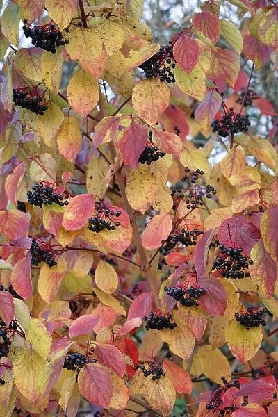 Common Dogwood - leaves and fruit in autumn colour - Hessen - Germany