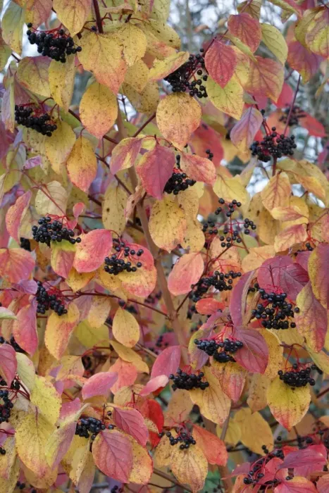 Framed Print : Common Dogwood - leaves and fruit in autumn colour - Hessen - Germany Framed Print : Common Dogwood - leaves and fruit in autumn colour - Hessen - Germany