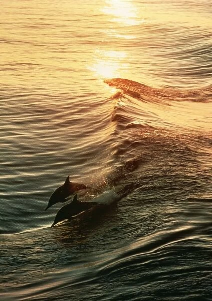 Common Dolphin 2 leaping at sunset