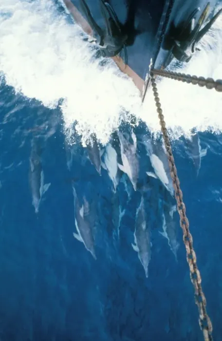 Framed Print : Common Dolphin Bow riding, Australia Framed Print : Common Dolphin Bow riding, Australia