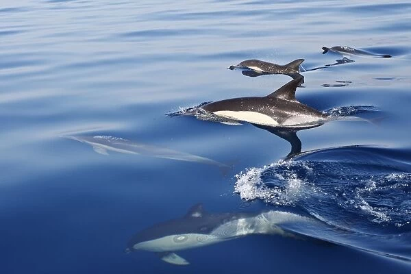 Common Dolphin - group swimming in the strait of Gibraltar. Spain
