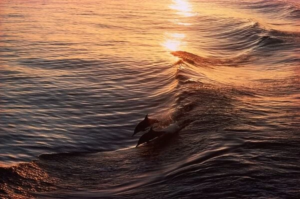 Common dolphin Gulf of California (Sea of Cortez), Mexico AX 384