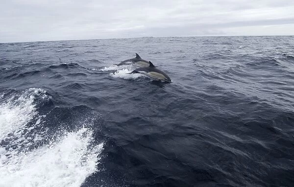 Common Dolphin - Jumping from water - Isles of Scilly - August